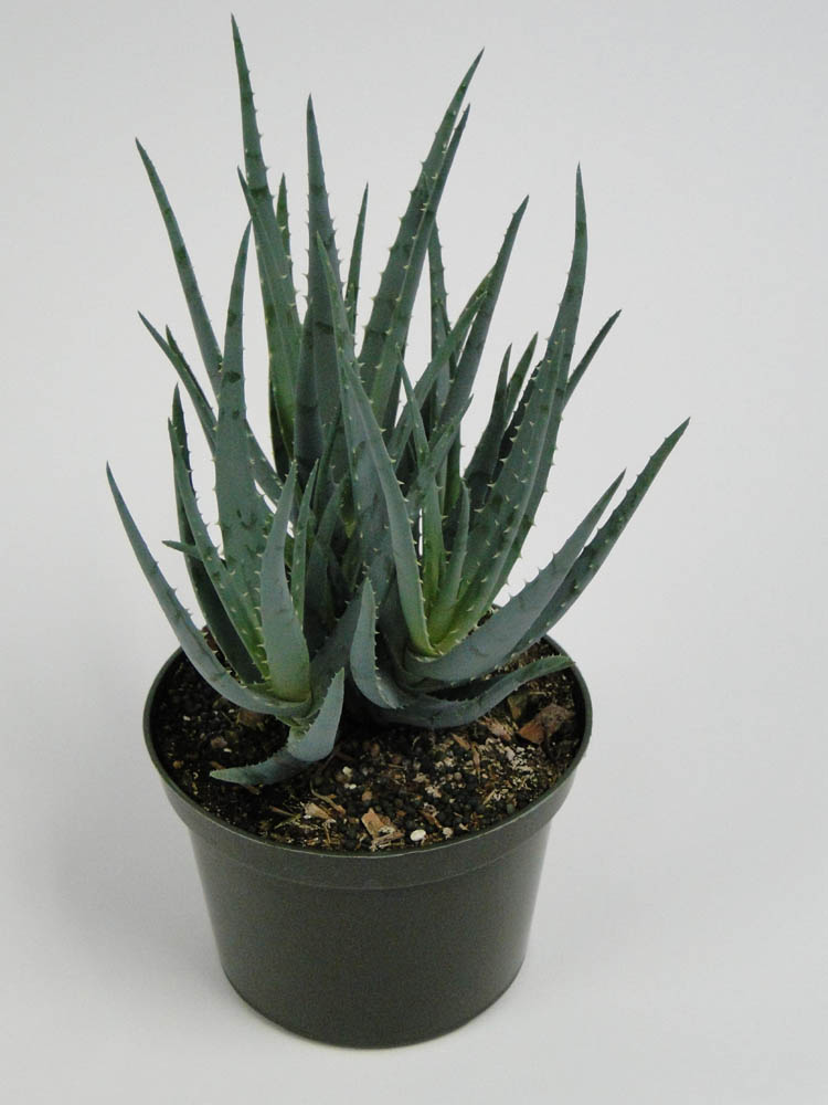 aloe