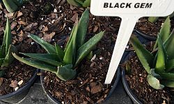 aloe