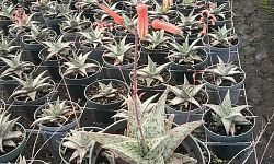 aloe