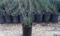 aloe