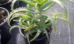 aloe