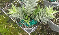 aloe