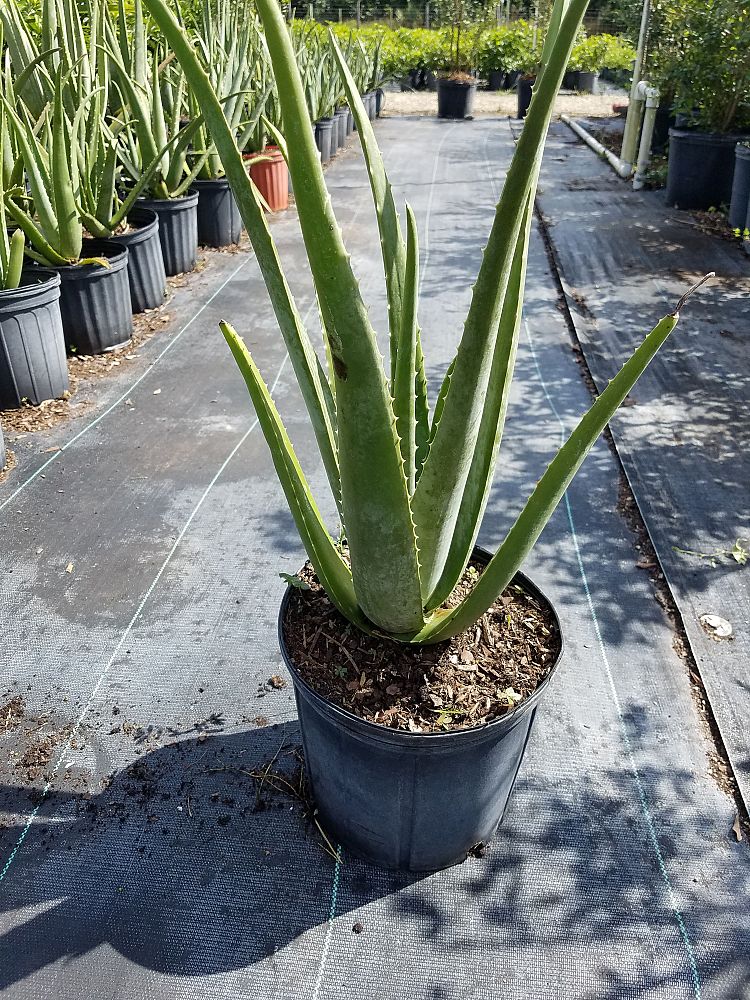 aloe