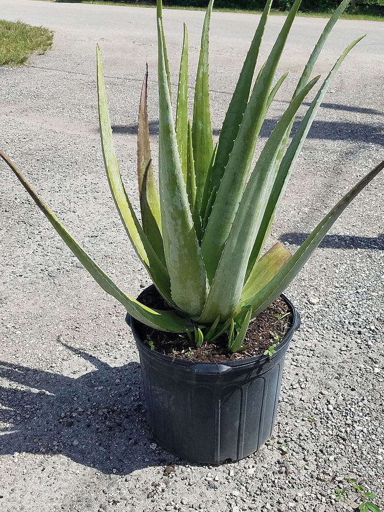 aloe