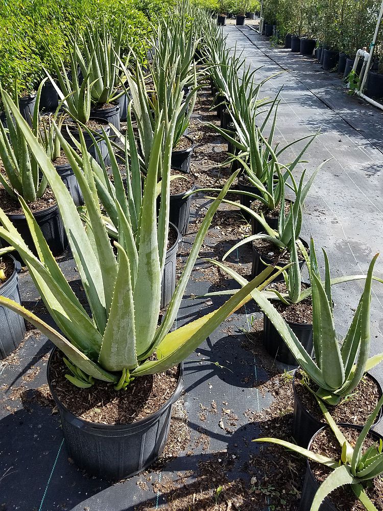 aloe