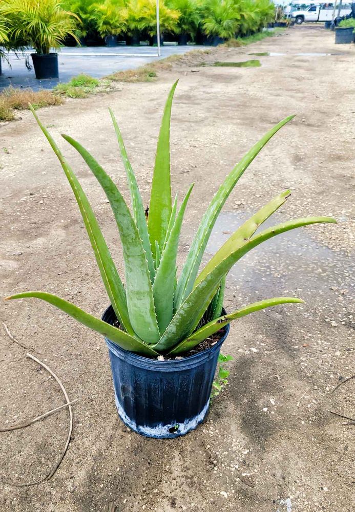 aloe
