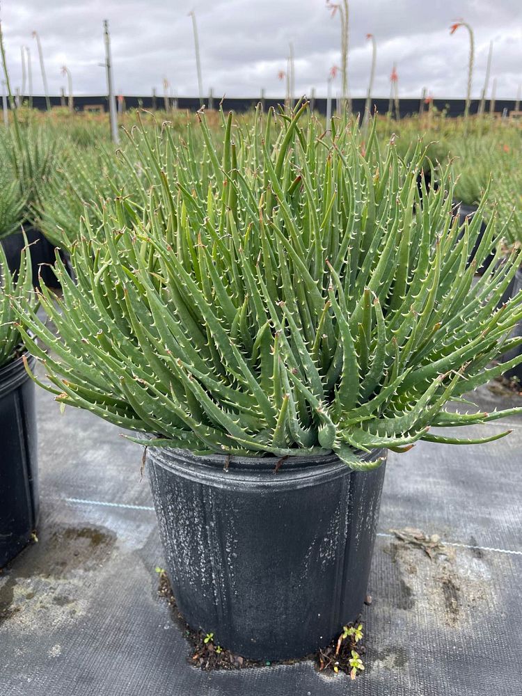 aloe