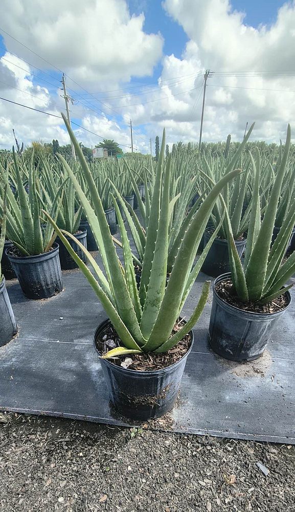 aloe