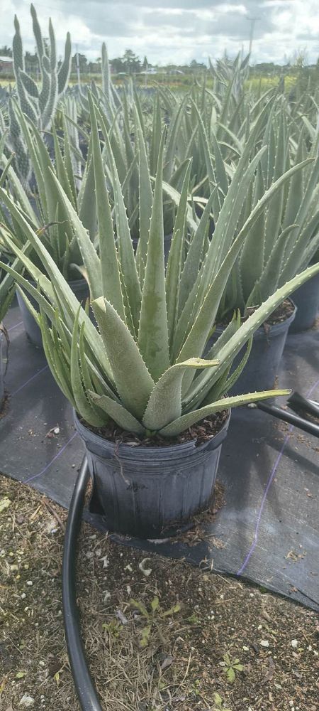 aloe