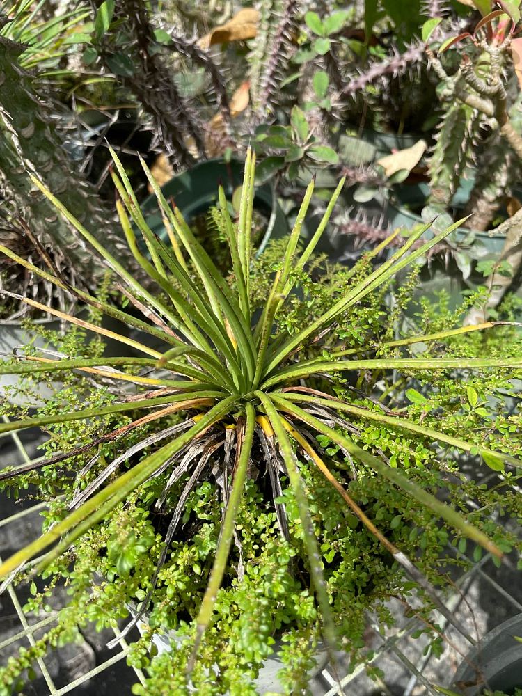 aloe-spaghetti-strap