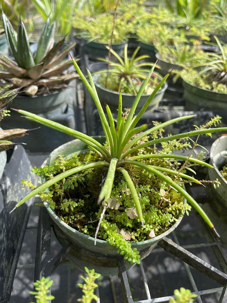 aloe-spaghetti-strap