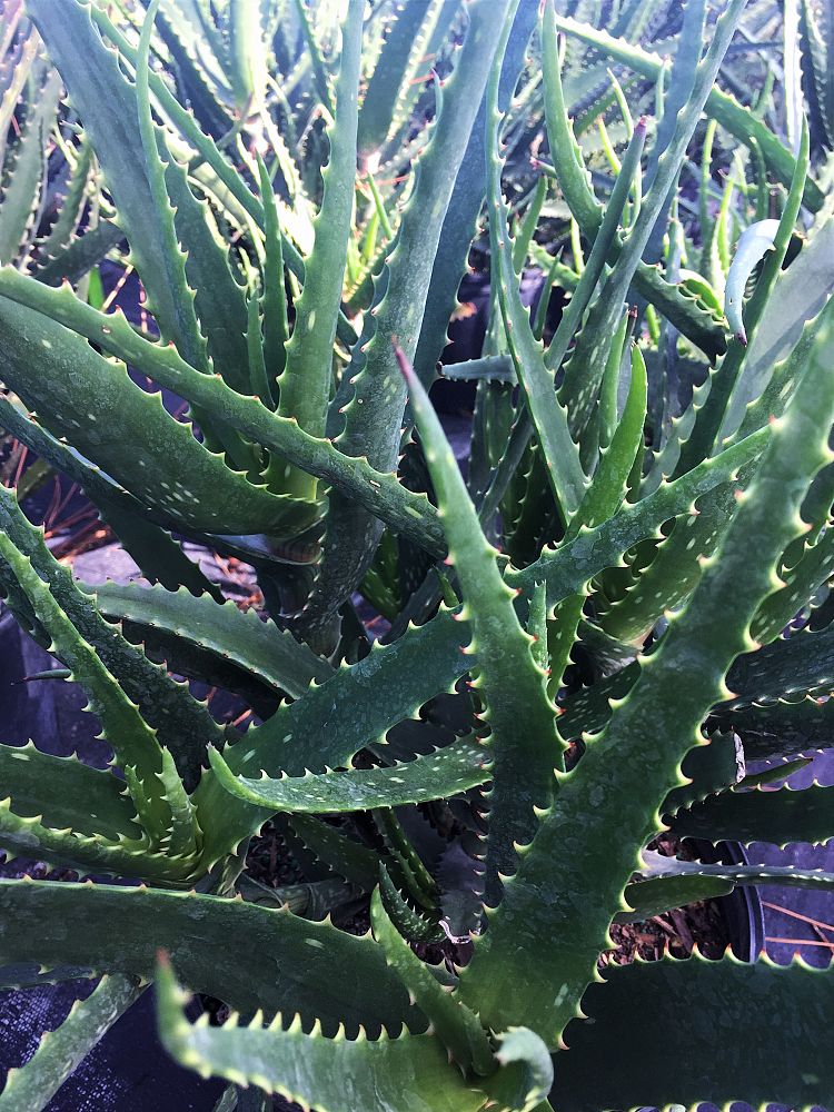 aloe-spinosissima-spider-aloe-aloe-humilis