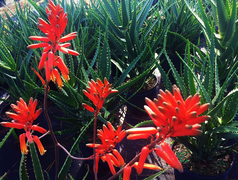 aloe-spinosissima-spider-aloe-aloe-humilis