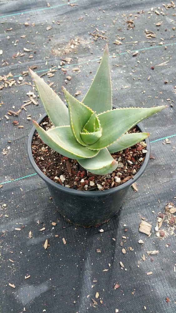 aloe-striata-yucca-striata