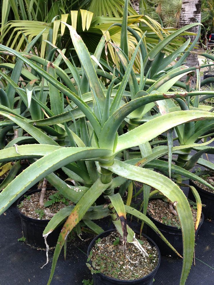 aloe-thraskii-thrask-aloe