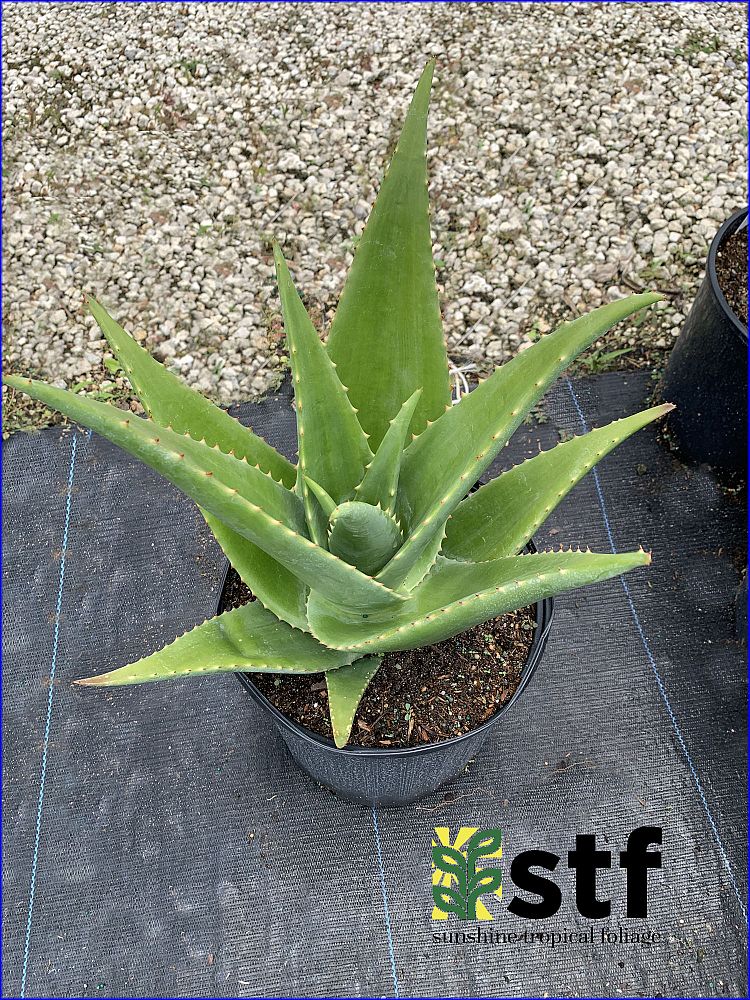 aloe-tomentosa
