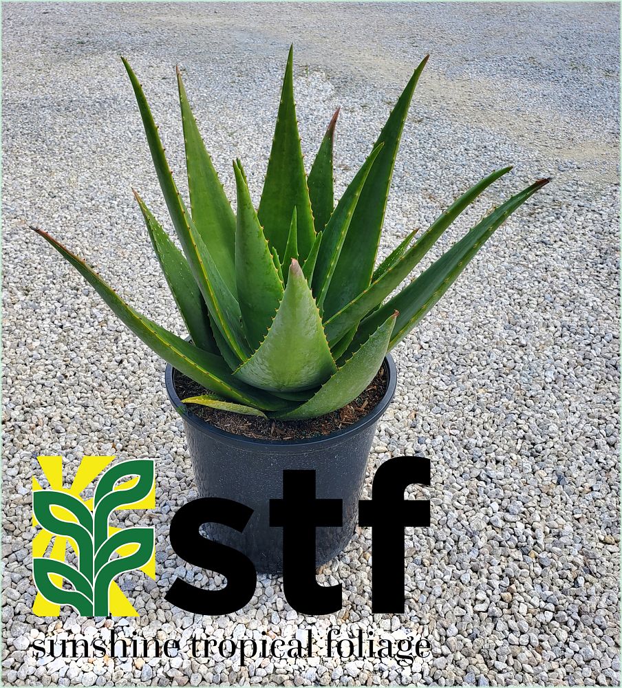aloe-tomentosa