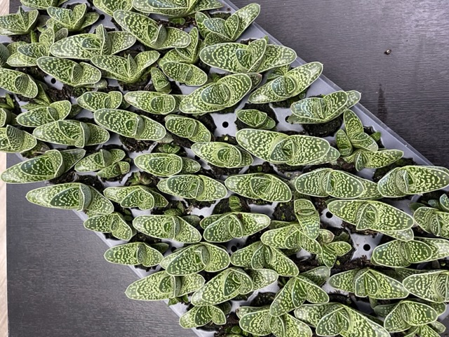 aloe-variegata-ox-tongue
