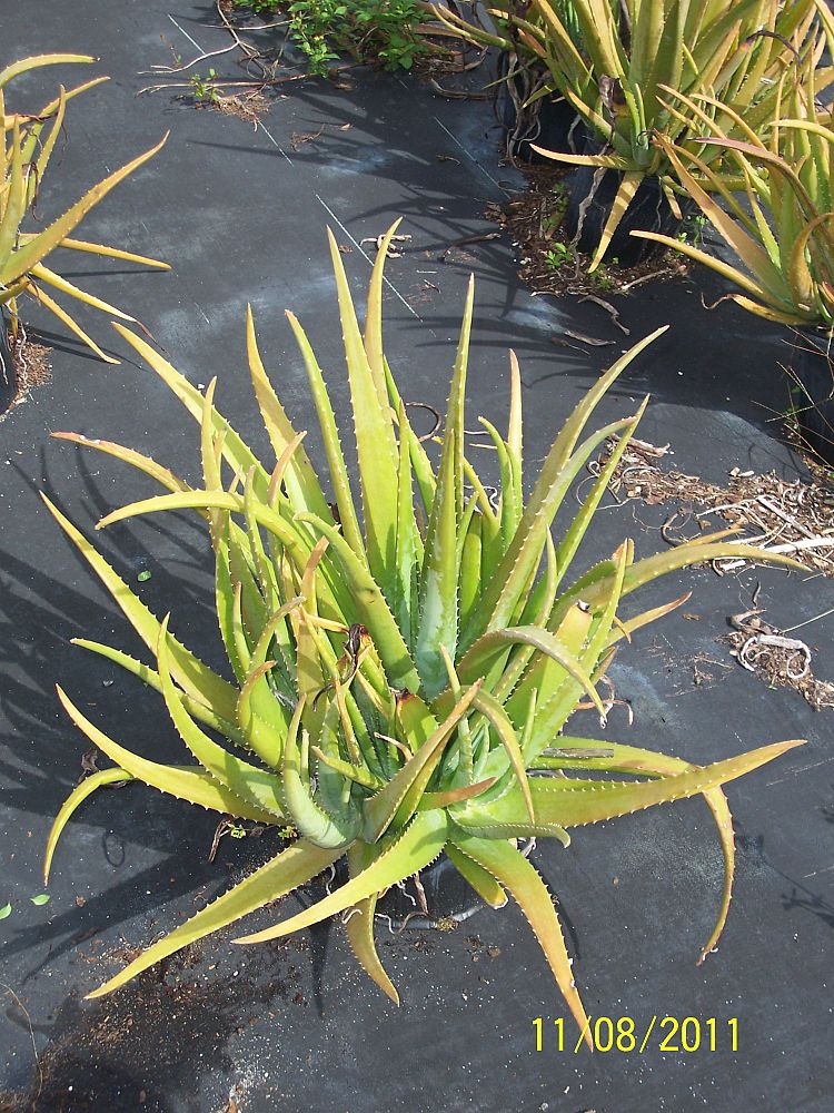 aloe-vera-medicinal-aloe