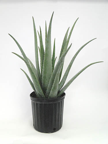 aloe-vera-medicinal-aloe