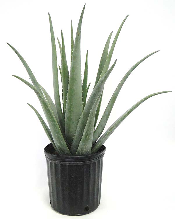aloe-vera-medicinal-aloe