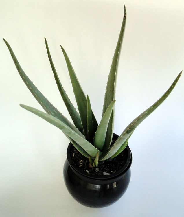 aloe-vera-medicinal-aloe
