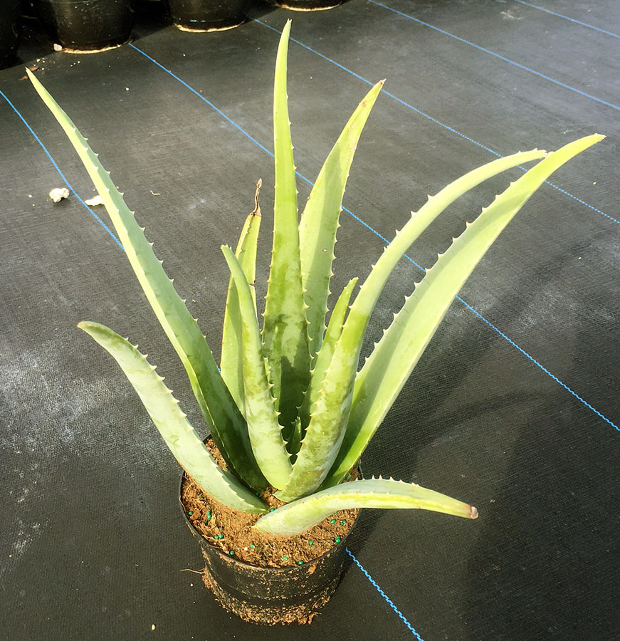 aloe-vera-medicinal-aloe