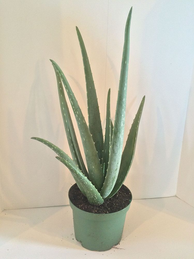 aloe-vera-medicinal-aloe