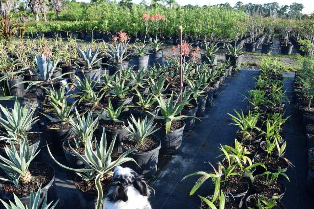 aloe-vera-medicinal-aloe