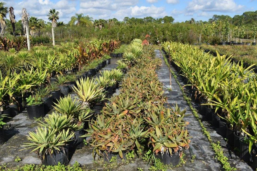 aloe-vera-medicinal-aloe