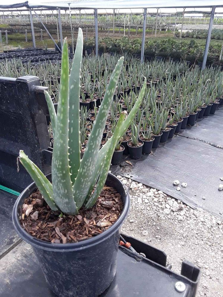 aloe-vera-medicinal-aloe