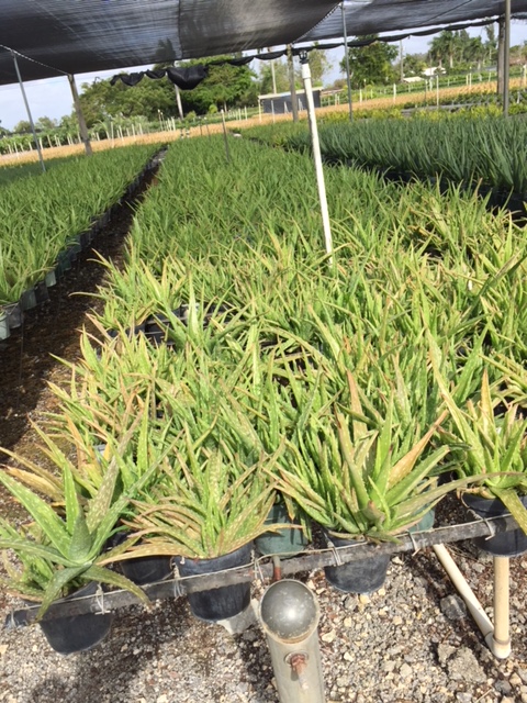 aloe-vera-medicinal-aloe