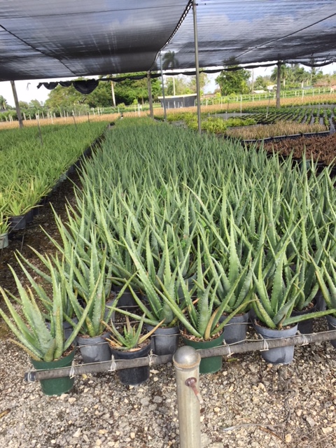 aloe-vera-medicinal-aloe