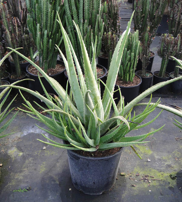 aloe-vera-medicinal-aloe