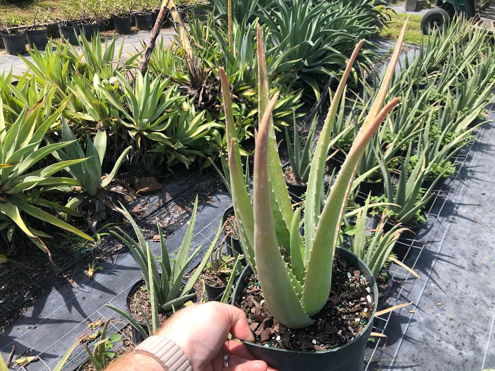 aloe-vera-medicinal-aloe