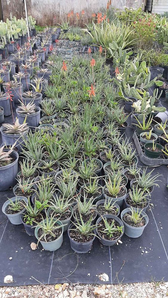 aloe-vera-medicinal-aloe