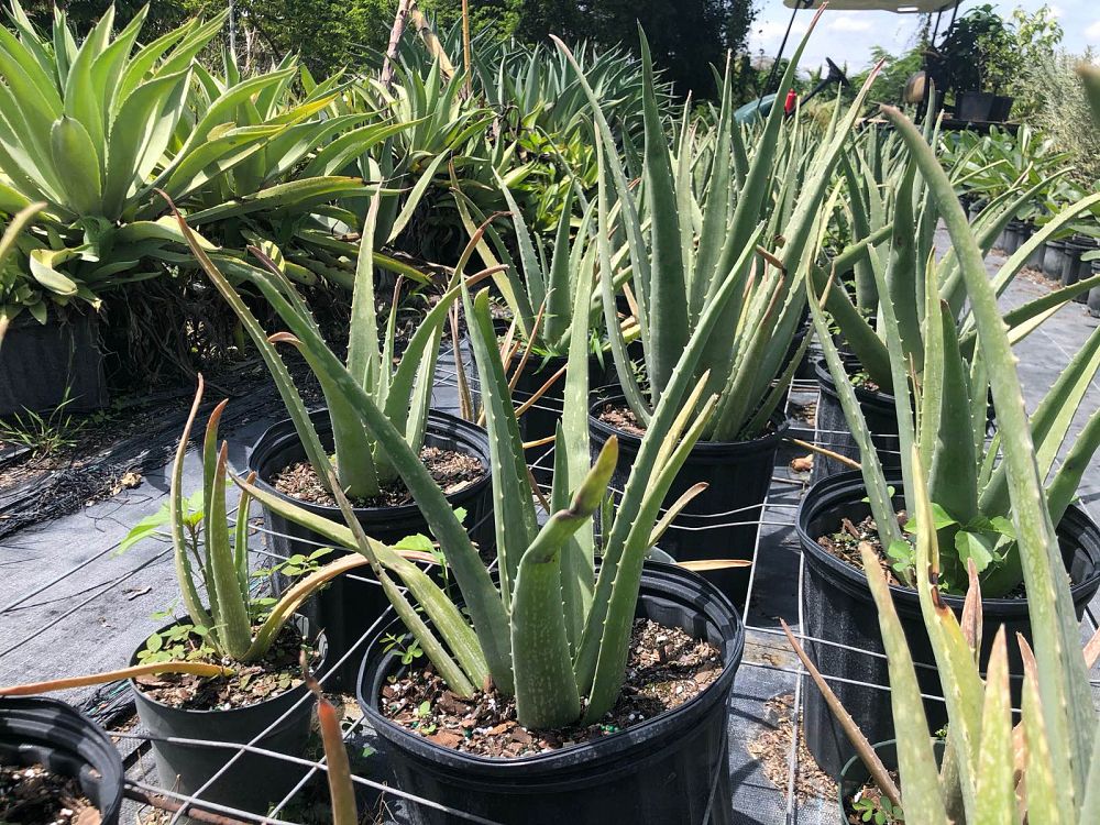 aloe-vera-medicinal-aloe
