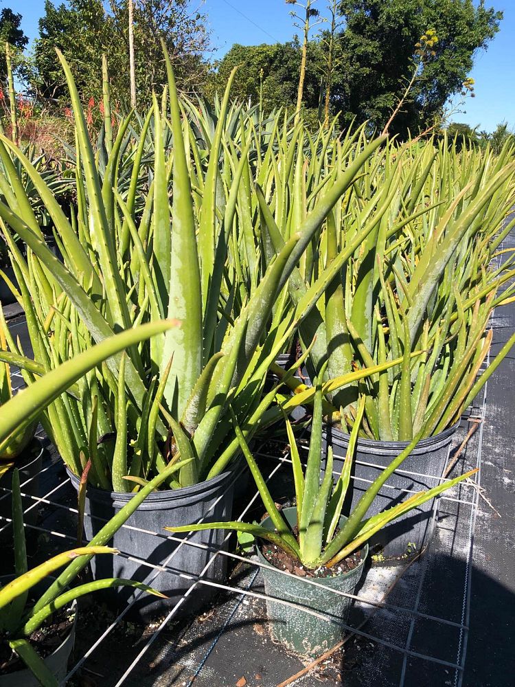aloe-vera-medicinal-aloe