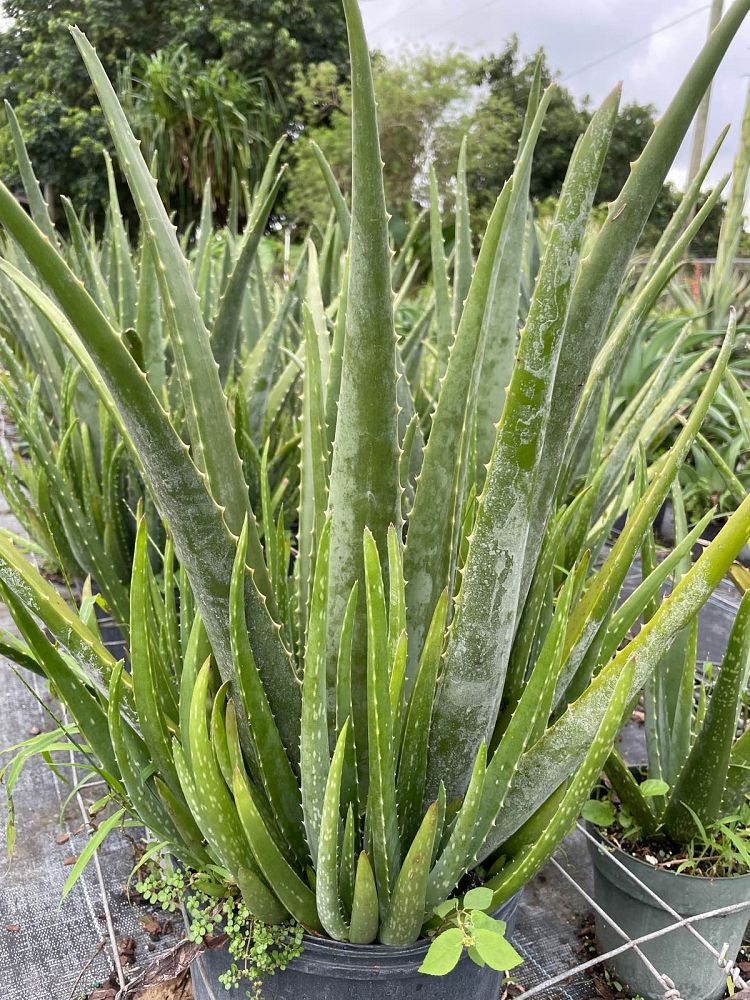 aloe-vera-medicinal-aloe