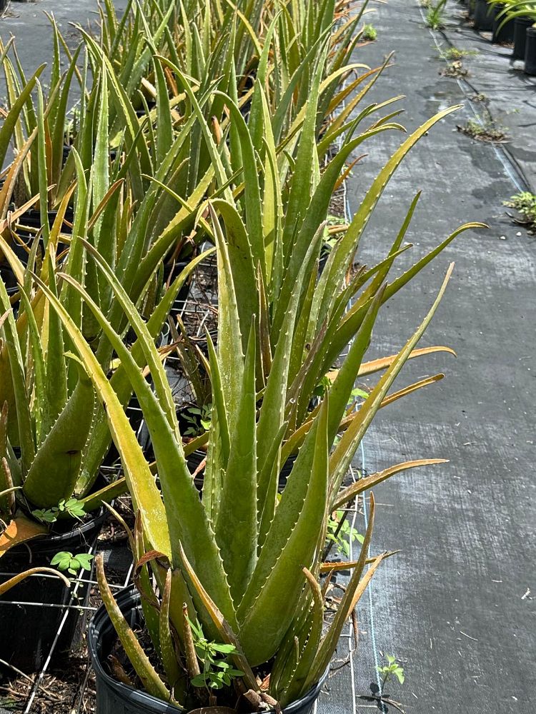aloe-vera-medicinal-aloe