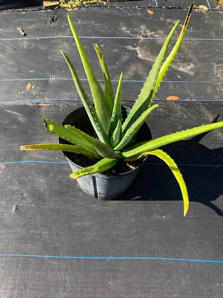aloe-vera-medicinal-aloe