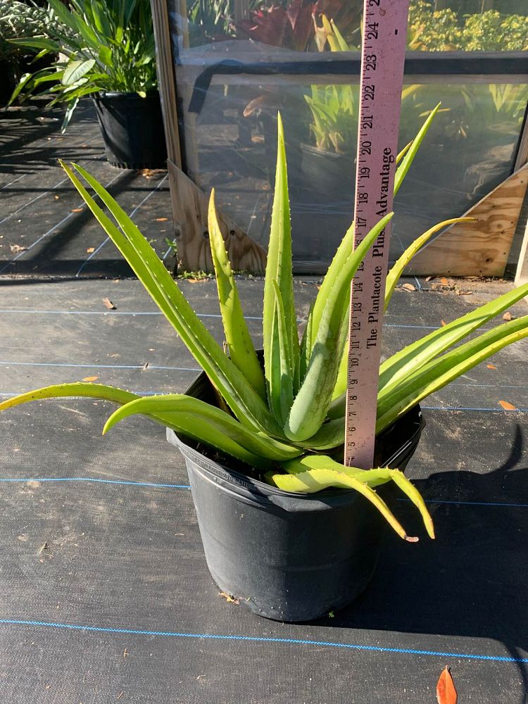 aloe-vera-medicinal-aloe