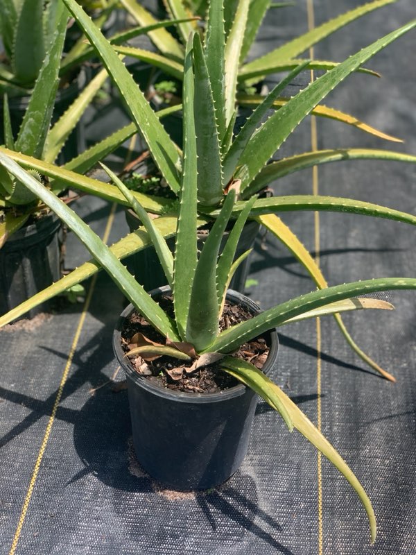 aloe-vera-medicinal-aloe
