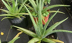 aloe-vera-medicinal-aloe