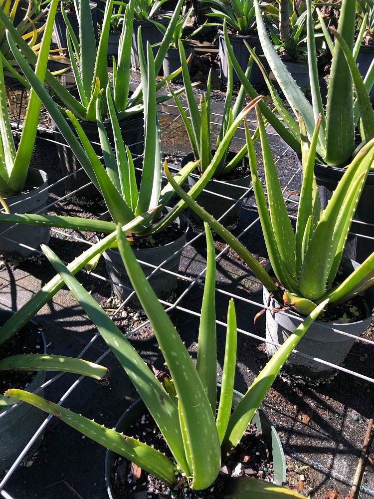 aloe-vera-medicinal-aloe