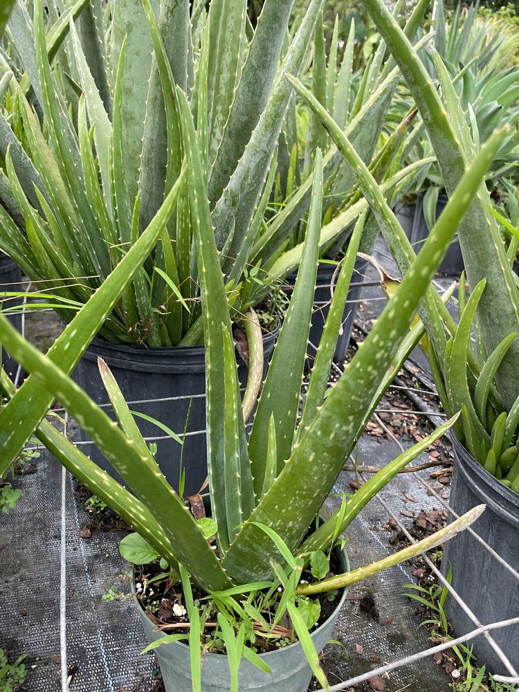 aloe-vera-medicinal-aloe