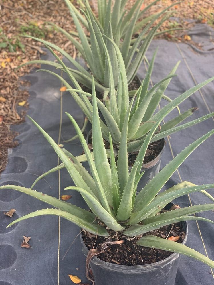 aloe-vera-medicinal-aloe