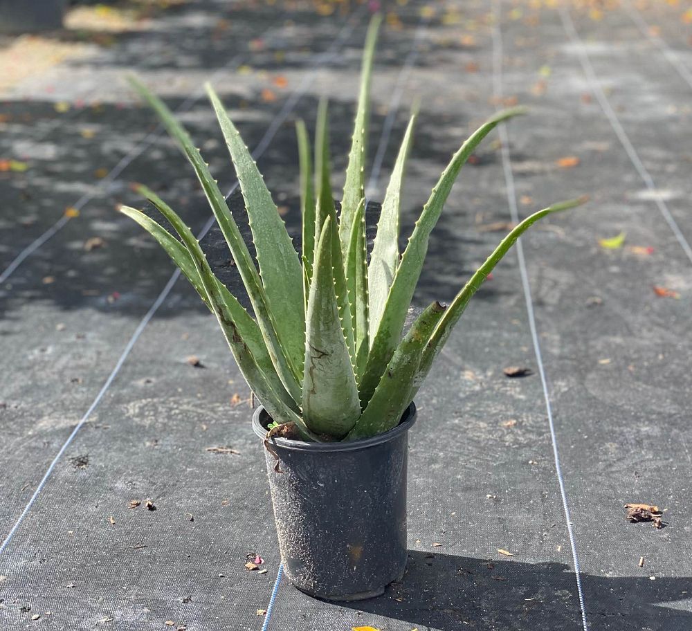 aloe-vera-medicinal-aloe