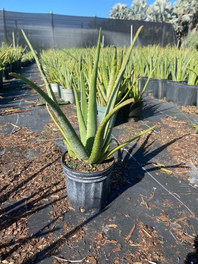 aloe-vera-medicinal-aloe
