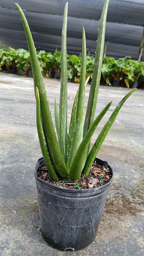 aloe-vera-medicinal-aloe